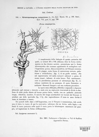 Gymnosporangium clavariiforme image